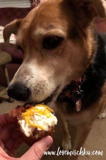 A cute dog eats a dog cupcake