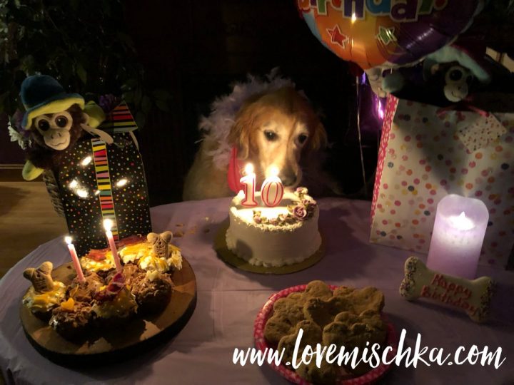A golden retriever behind a birthday cake with candles that say, "10". She is surrounded by pupcakes, treats, presents, and balloons.
