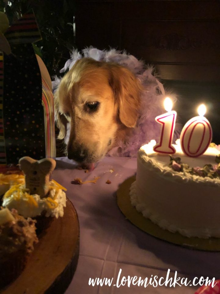 A golden retriever in a lavender boa licks pupcake crumbs off of a table next to cake that has "10" candles.