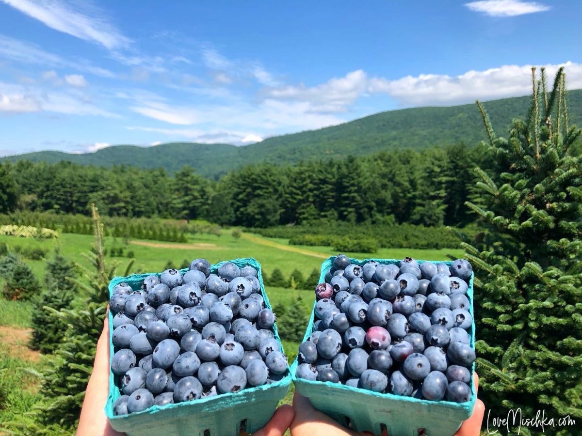 Pick Your Own Blueberries