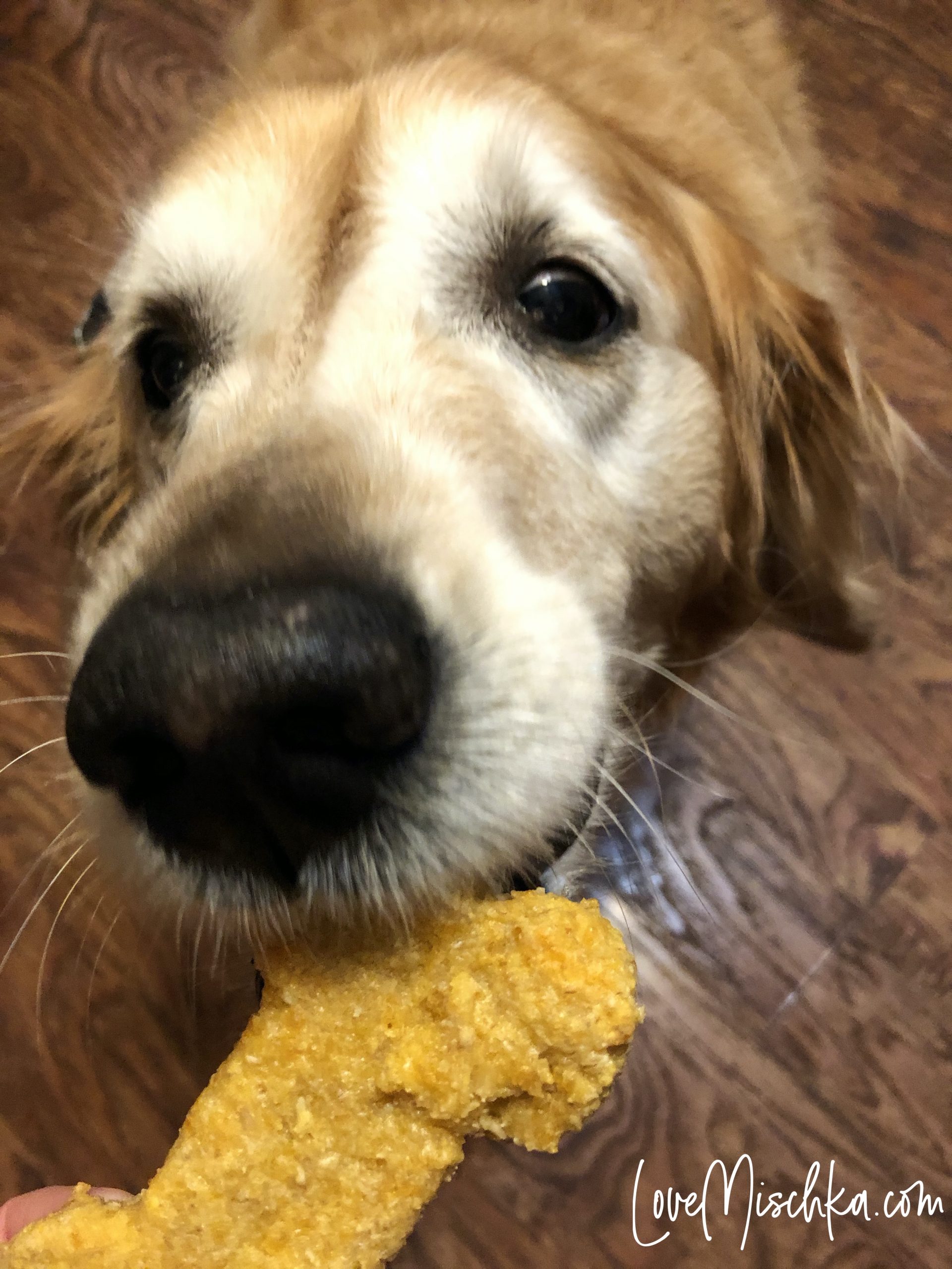 A golden retriever takes the bone-shaped, golden cheesy cheddar treat with wide, excited eyes. 