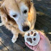 An old golden retriever sniffs her homemade paw print ornament that is round and mostly white, except for her paw print, in the middle, which is a sparkly brown.
