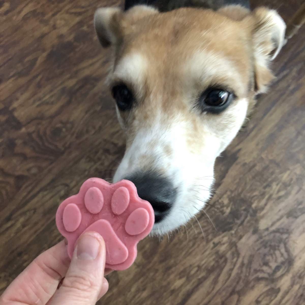 Easy Blueberry Mint Pupsicles {Frozen Dog Treats} - Love Mischka