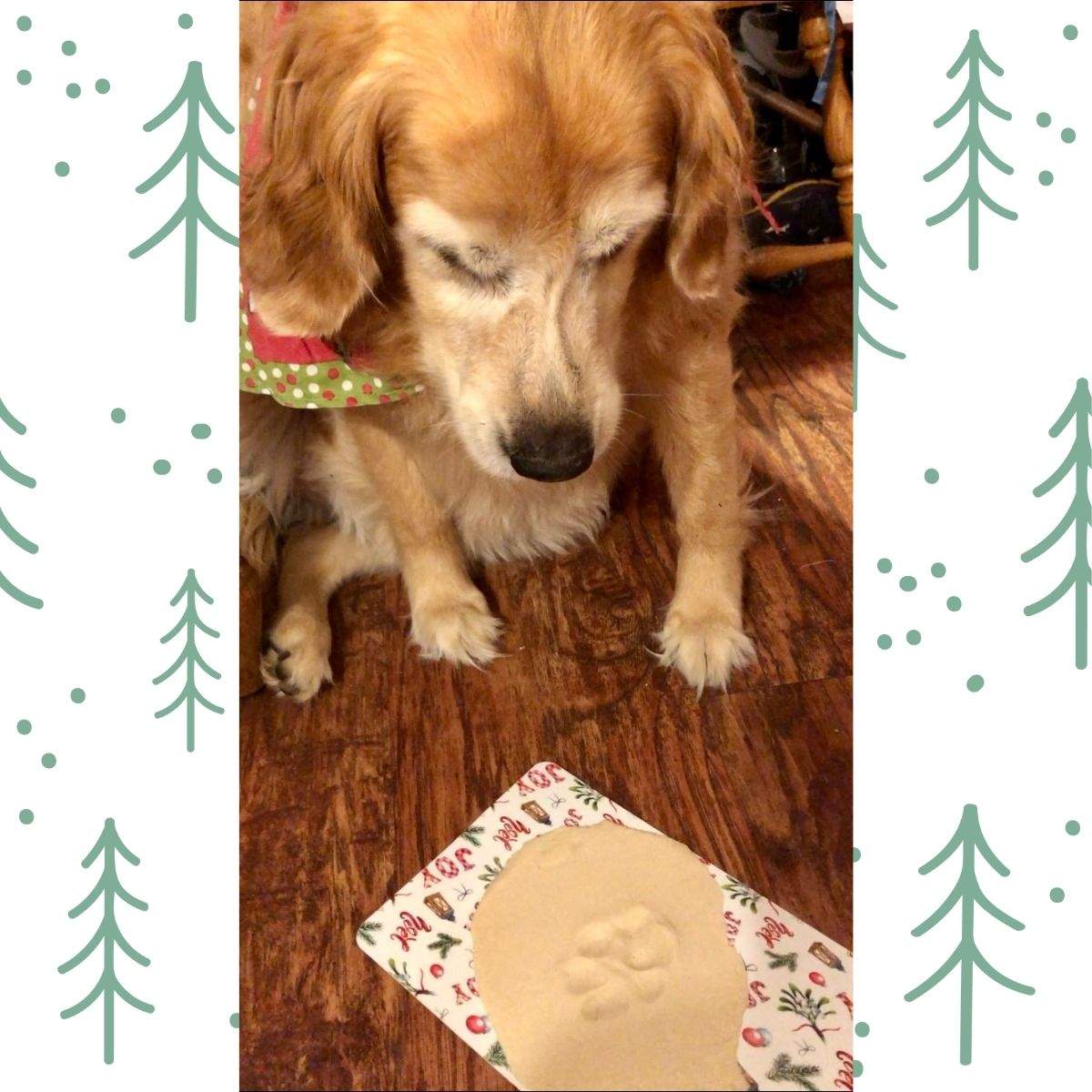 A golden retriever looks down at her salt dough paw print on a holiday cutting mat.