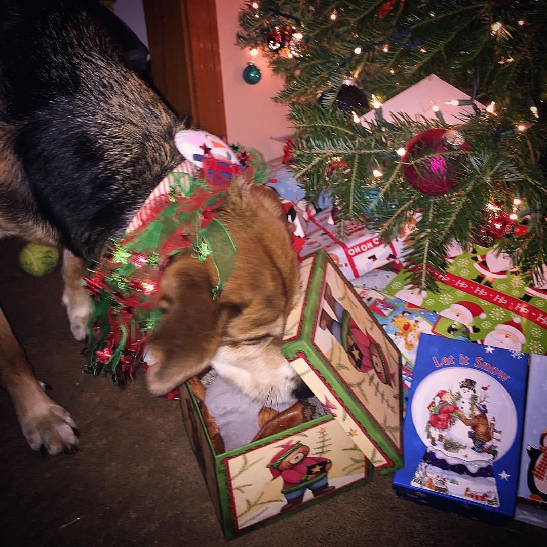 A dog sticks her nose in a holiday box under a Christmas tree with other presents.