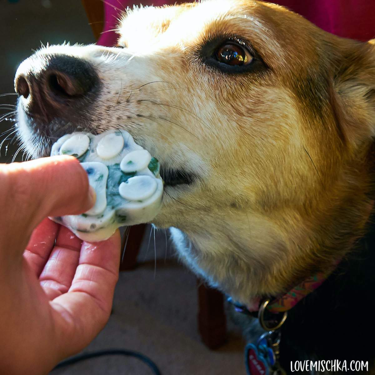 Beefy Mustache Pupsicles for Dogs