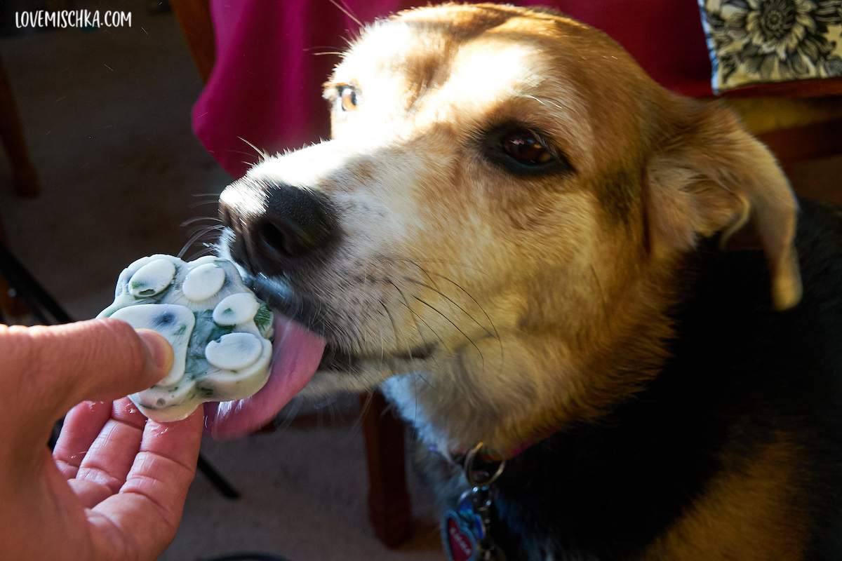 Blueberry Popsicles For Dogs (Pupsicles) - Spoiled Hounds