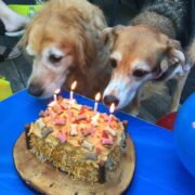 Two dogs stand in front of a dog birthday cake with several lit pink birthday candles at a pup party.