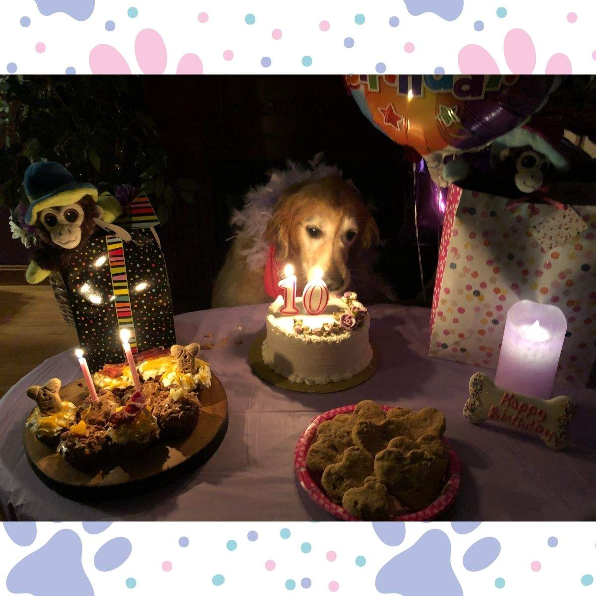 A golden retriever behind a birthday cake with candles that say, "10". She is surrounded by pupcakes, treats, presents, and balloons.
