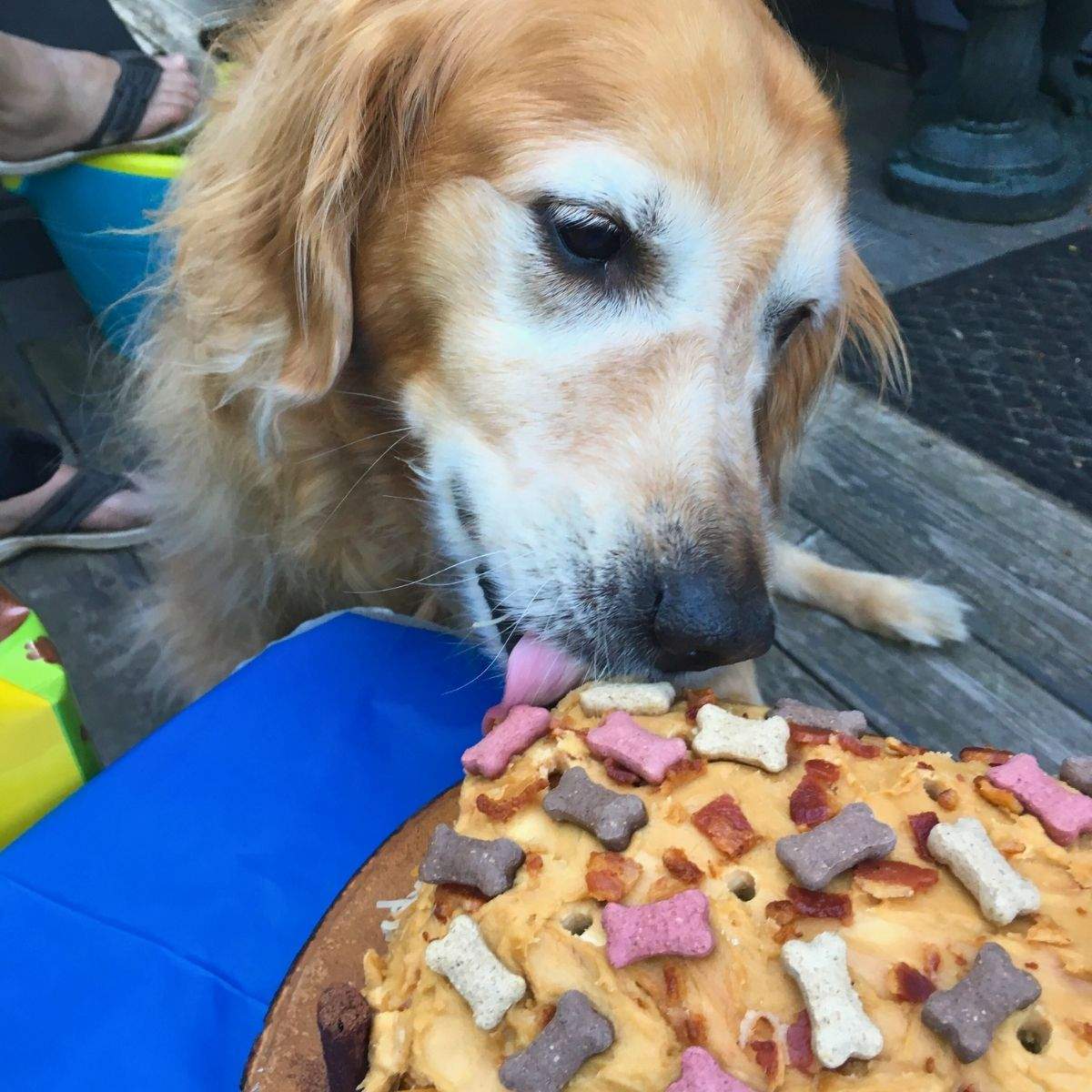 A golden retriever licks the frosting off of her birthday dog cake with mini bones and crumbled bacon on top.