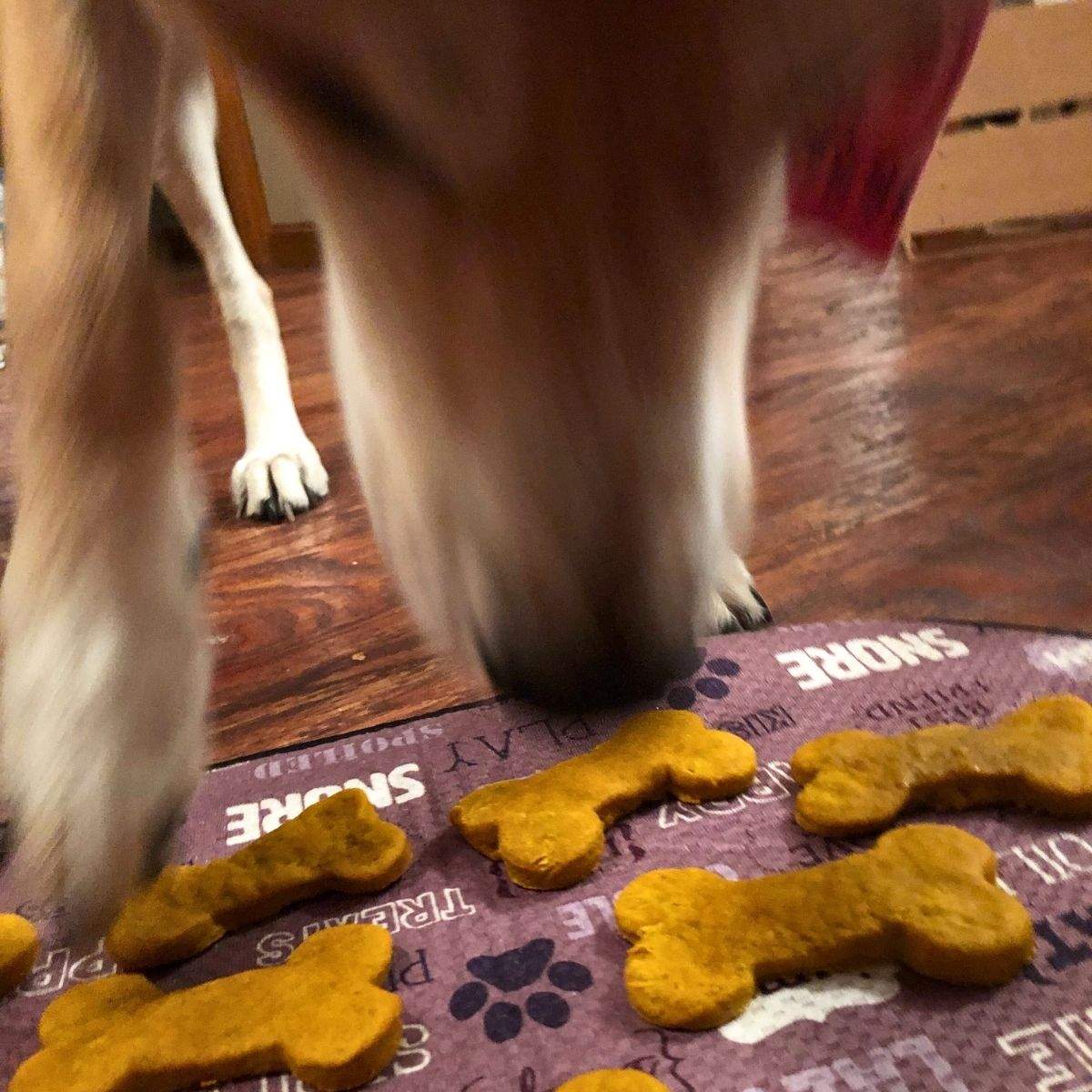 A tricolor dog moves quickly to steal a bone-shaped, baked, golden peanut butter and pumpkin dog treat.